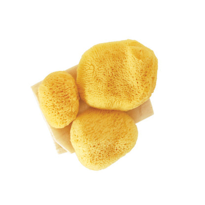 Absorbent Sea Sponges