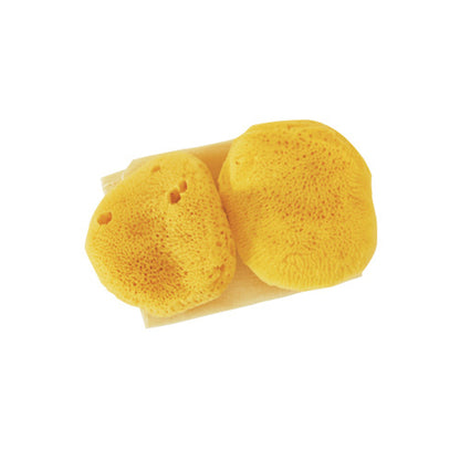 Absorbent Sea Sponges