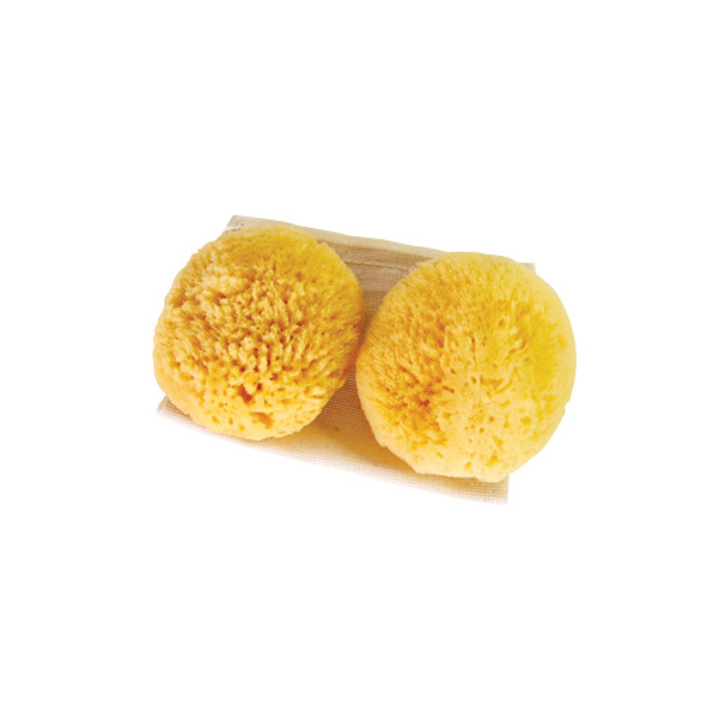 Absorbent Sea Sponges