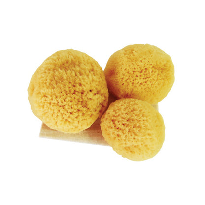 Absorbent Sea Sponges